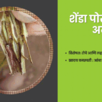Close-up image of mango tree leaves and stem showing damage caused by termites, leaf-folding caterpillar, shoot borer and bark-eating caterpillar.