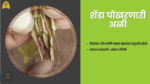 Close-up image of mango tree leaves and stem showing damage caused by termites, leaf-folding caterpillar, shoot borer and bark-eating caterpillar.