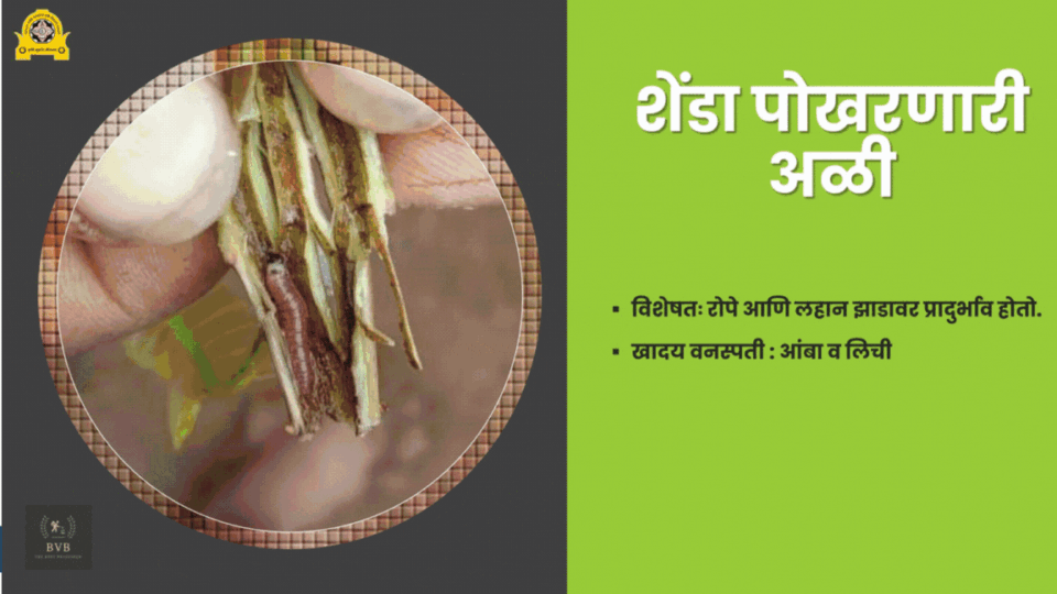 Close-up image of mango tree leaves and stem showing damage caused by termites, leaf-folding caterpillar, shoot borer and bark-eating caterpillar.