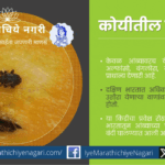 आंब्याच्या कोयीतील सोंडे कीड व फळ पोखरणाऱ्या अळीची लक्षणे, नुकसान, जीवनचक्र व प्रभावी नियंत्रण पद्धती जाणून घ्या. उत्तम आंबा उत्पादनासाठी उपयुक्त मार्गदर्शन.