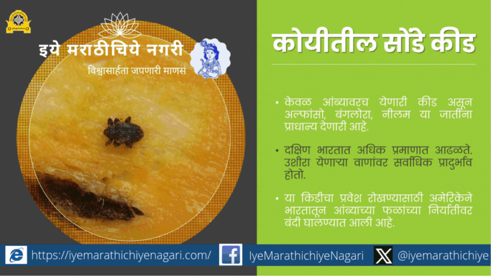 आंब्याच्या कोयीतील सोंडे कीड व फळ पोखरणाऱ्या अळीची लक्षणे, नुकसान, जीवनचक्र व प्रभावी नियंत्रण पद्धती जाणून घ्या. उत्तम आंबा उत्पादनासाठी उपयुक्त मार्गदर्शन.