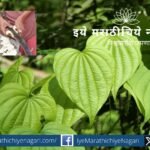 Freshly dug Kadukand (wild forest tuber) cleaned and prepared for traditional cooking in rural Maharashtra