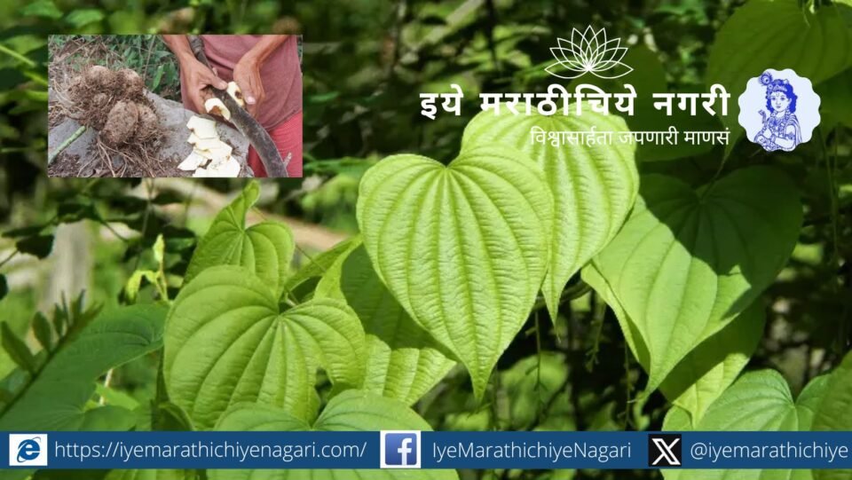 Freshly dug Kadukand (wild forest tuber) cleaned and prepared for traditional cooking in rural Maharashtra
