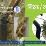 Learn about the life cycle of mango shoot or stem borer and effective control measures. Detailed guidance on identification, damage symptoms, and integrated pest management.