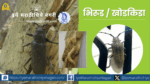 Learn about the life cycle of mango shoot or stem borer and effective control measures. Detailed guidance on identification, damage symptoms, and integrated pest management.