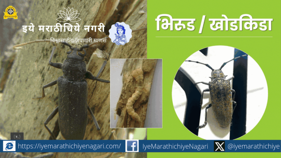 Learn about the life cycle of mango shoot or stem borer and effective control measures. Detailed guidance on identification, damage symptoms, and integrated pest management.