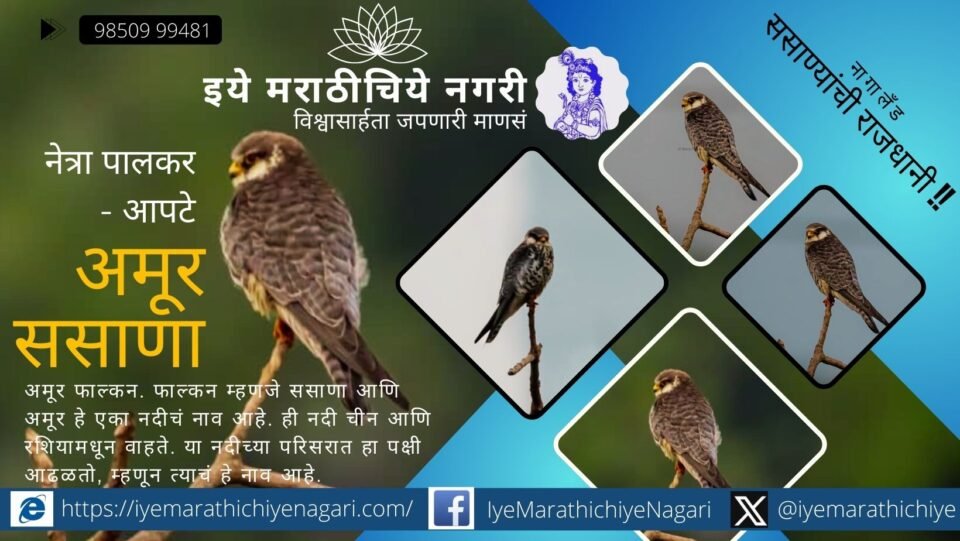 Female Amur Falcon perched on a tree during migration near Ratnagiri, captured in low light by nature photographer.