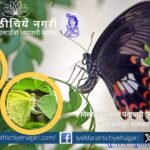Common Mormon butterfly laying eggs on curry leaf plant during butterfly breeding program