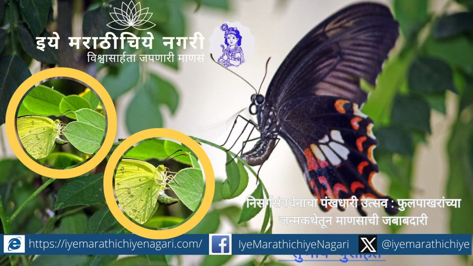 Common Mormon butterfly laying eggs on curry leaf plant during butterfly breeding program