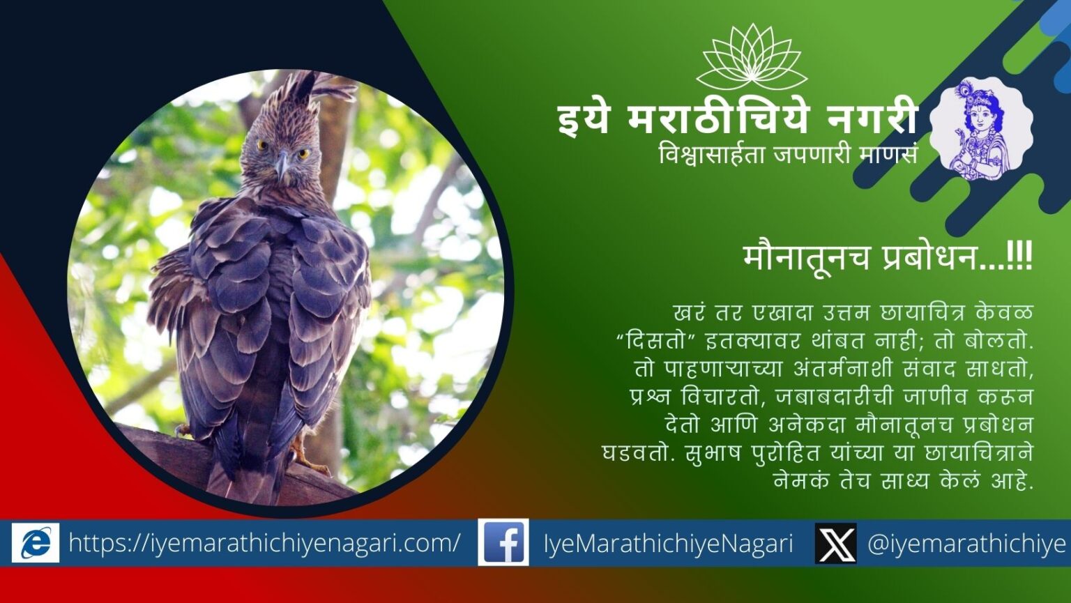 Crested Hawk Eagle perched on a tree with raised crest and sharp gaze, award winning wildlife photograph by Subhash Purohit