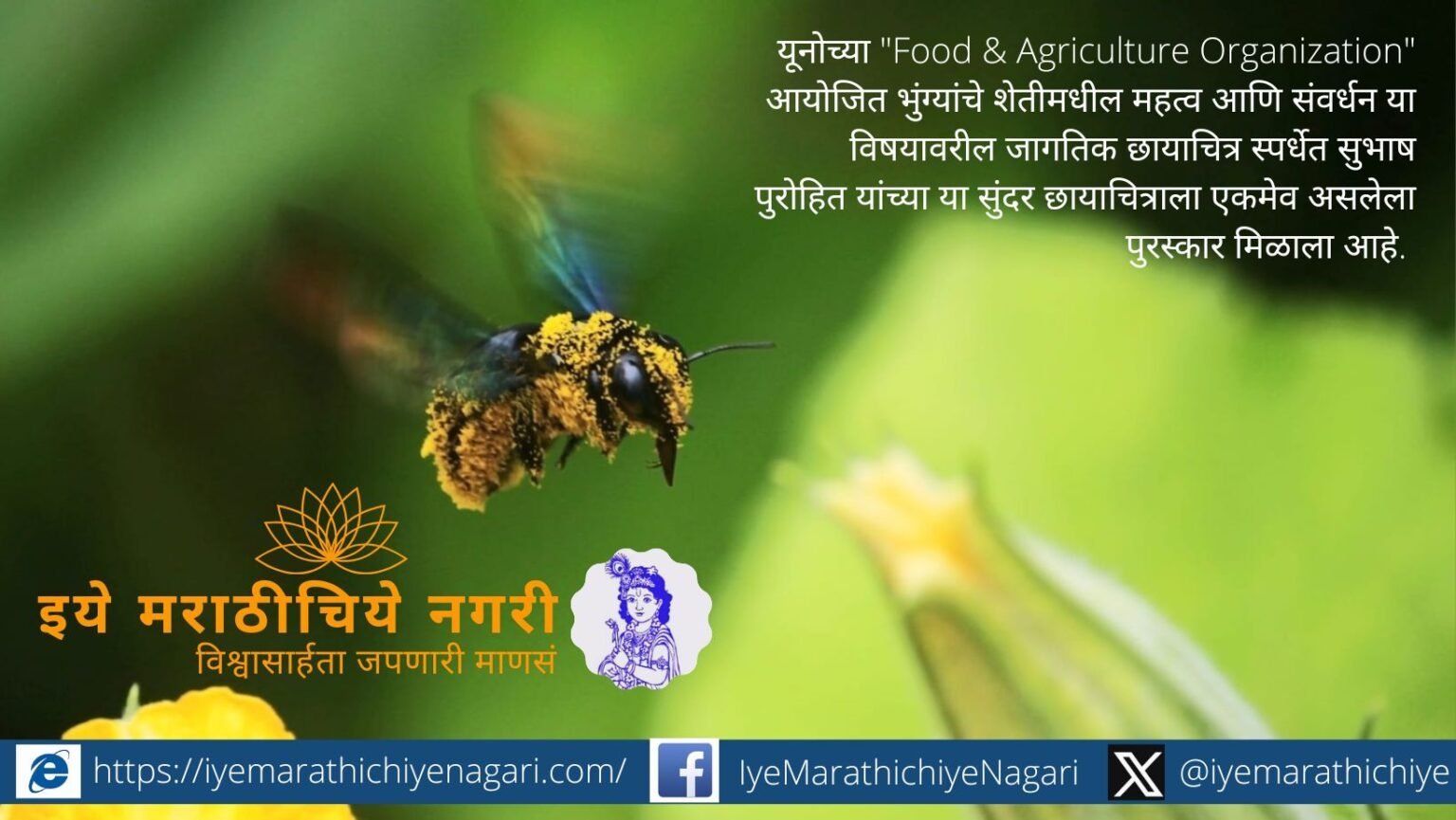 A bumblebee flying with pollen grains covering its body, highlighting its critical role in natural crop pollination