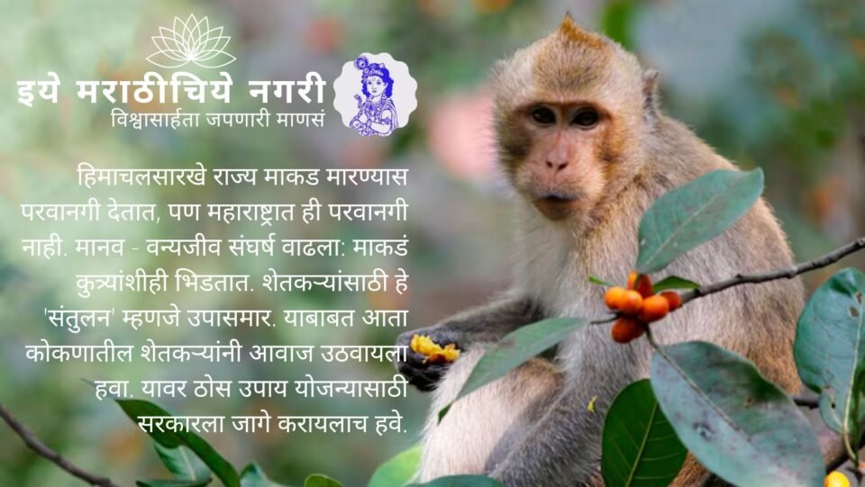 Monkeys damaging rooftops and fruit orchards in a Konkan village