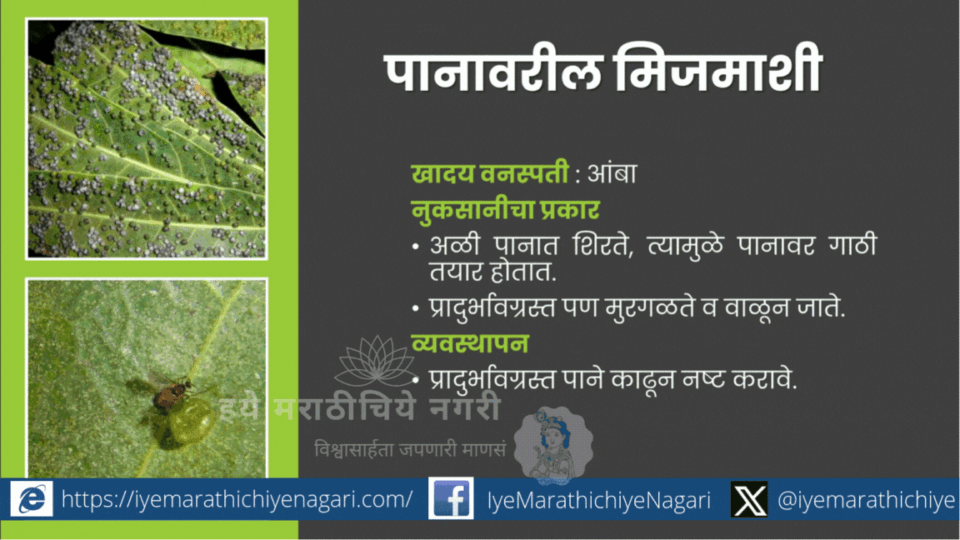Image showing major mango pests and control measures based on Dr. B. V. Bhede’s research