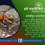 A wasp attacking a spider symbolizing nature’s life cycle and ecological balance photographed by Subhash Purohit