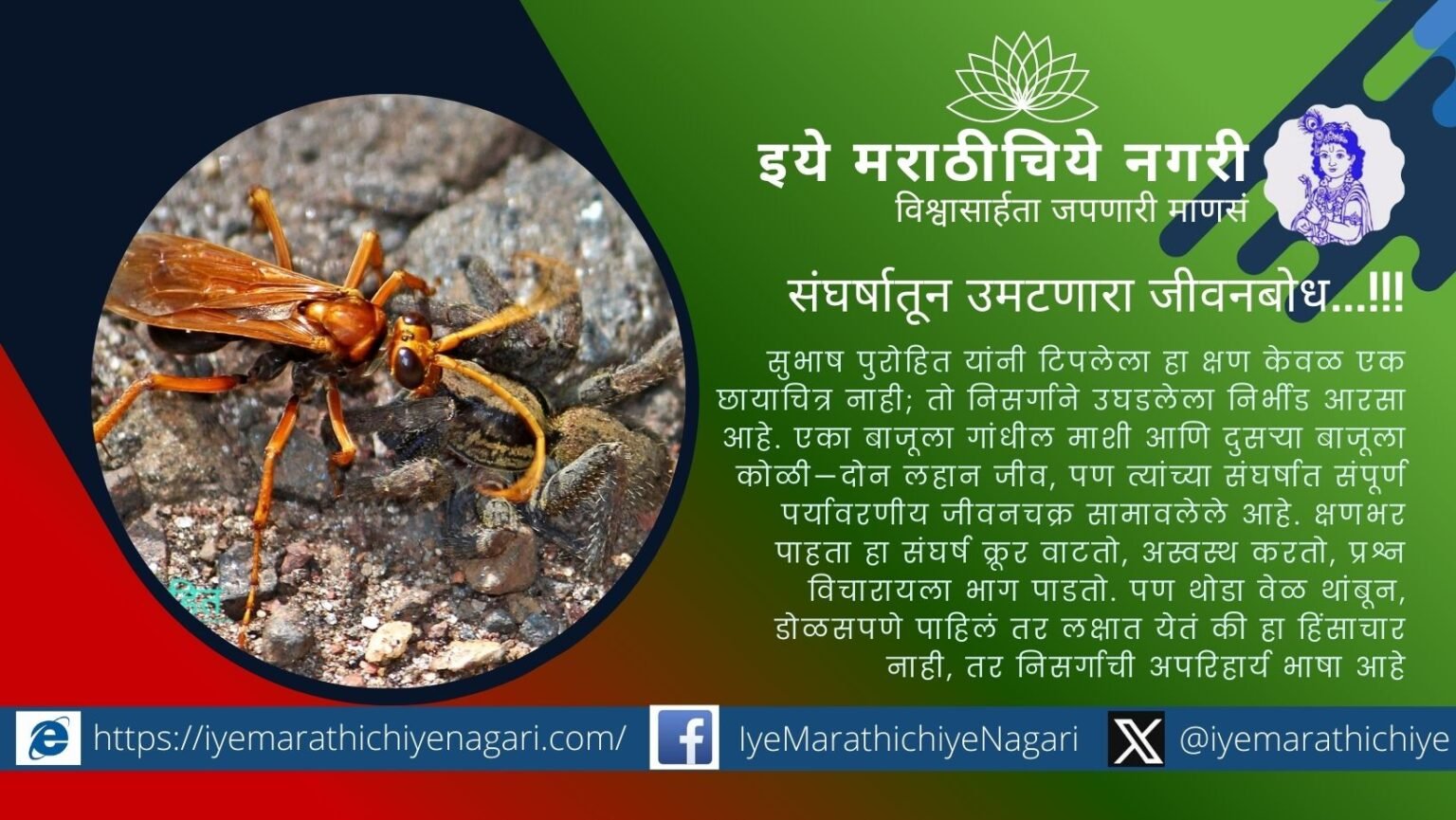A wasp attacking a spider symbolizing nature’s life cycle and ecological balance photographed by Subhash Purohit