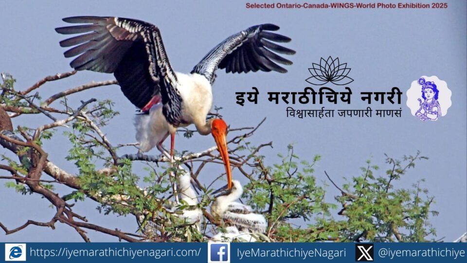 Painted Stork spreading wings while feeding chicks, symbol of motherhood and bird conservation