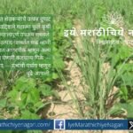 “MPKV Rahuri scientists demonstrating improved moong and urad varieties to farmers in the field.”
