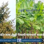 Mango flowering stage protection spraying and banana plants affected by winter cold with recommended farm management practices