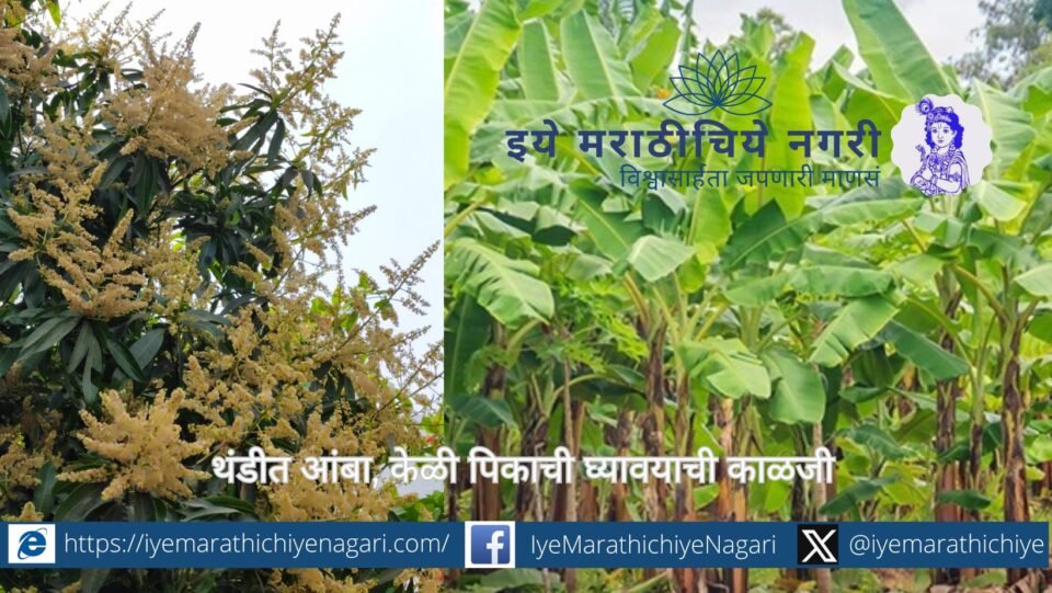 Mango flowering stage protection spraying and banana plants affected by winter cold with recommended farm management practices