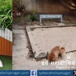 Pet dog waste on urban streets highlighting public health and civic responsibility issues in Indian cities