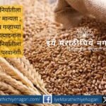 India approves wheat and sugar export policy 2025–26 to ensure farmer welfare and market stability