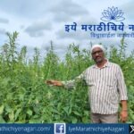 Farmer cultivating sesame crop in field – Phule Purna sesame farming in Maharashtra