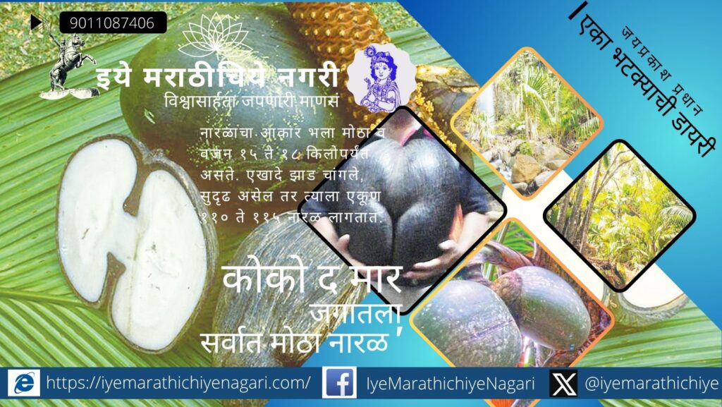 Coco de Mer largest coconut growing in Vallee de Mai forest Seychelles