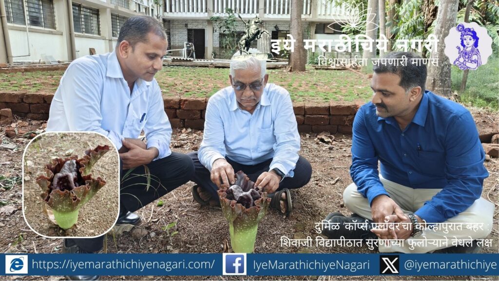 Rare corpse flower blooming in Shivaji University botanical garden Kolhapur with large spathe and spadix