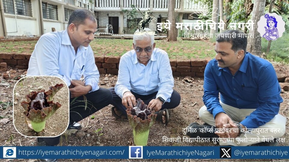 Rare corpse flower blooming in Shivaji University botanical garden Kolhapur with large spathe and spadix