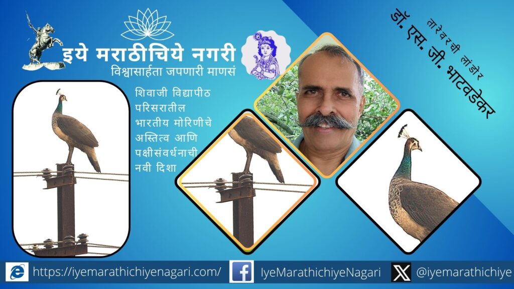 शिवाजी विद्यापीठ, कोल्हापूर येथे दिसलेल्या लांडोरच्या माध्यमातून भारतीय मोराचे अधिवास, वर्तन, धोके आणि पक्षीसंवर्धनाची गरज उलगडणारा अभ्यासपूर्ण लेख.