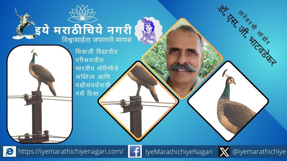 शिवाजी विद्यापीठ, कोल्हापूर येथे दिसलेल्या लांडोरच्या माध्यमातून भारतीय मोराचे अधिवास, वर्तन, धोके आणि पक्षीसंवर्धनाची गरज उलगडणारा अभ्यासपूर्ण लेख.