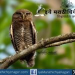 Jungle Owlet perched on a tree branch in Banda Tilari forest, Sindhudurg, captured by wildlife photographer Milind Deshmukh