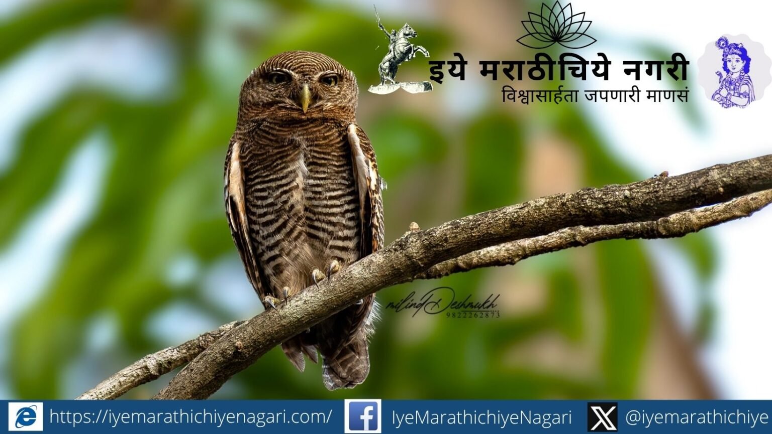Jungle Owlet perched on a tree branch in Banda Tilari forest, Sindhudurg, captured by wildlife photographer Milind Deshmukh