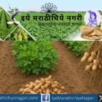 Kolhapur farmers to get free groundnut and soybean seeds under NMEO-OS 2026-27 scheme with subsidy benefits for oil extraction units and storage facilities.