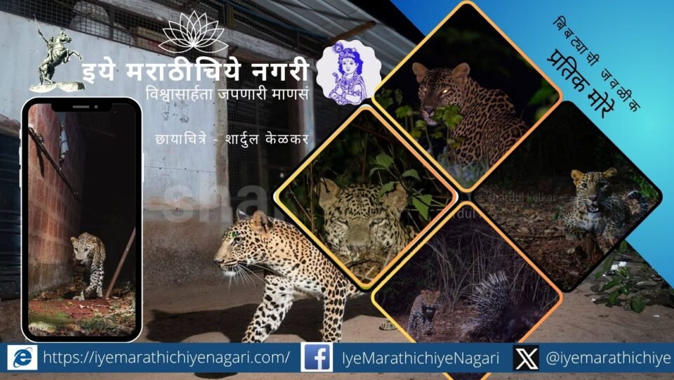 A leopard cautiously moving near a village at night, reflecting human-wildlife conflict and coexistence.