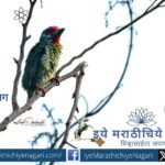 Malabar Barbet perched on a dry tree branch in Banda Tilari, Maharashtra, photographed by Milind Deshmukh