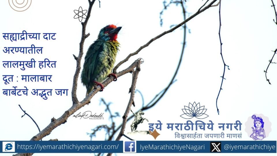 Malabar Barbet perched on a dry tree branch in Banda Tilari, Maharashtra, photographed by Milind Deshmukh