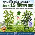 मूग आणि उडीद पिकामध्ये सुधारित तंत्रज्ञान वापरून उत्पादन वाढवणारा शेतकरी