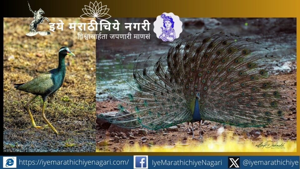 Explore the fascinating world of the Bronze-winged Jacana in Tadoba through Milind Deshmukh’s stunning wildlife photography and an insightful study of wetland biodiversity.