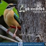 Beyond Tiger in Tadoba: Indian Pitta (Navrang) and the Need for Bird Conservation
