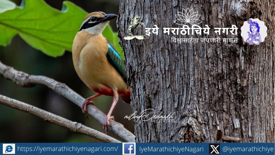 Beyond Tiger in Tadoba: Indian Pitta (Navrang) and the Need for Bird Conservation