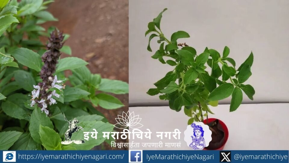 Discover the science behind camphor, its different types, natural sources, and the ecological concerns surrounding camphor tree cultivation and biodiversity conservation.