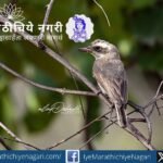 A Common Woodshrike photographed in Tadoba reveals the importance of every species in the forest ecosystem and highlights the need for biodiversity conservation.