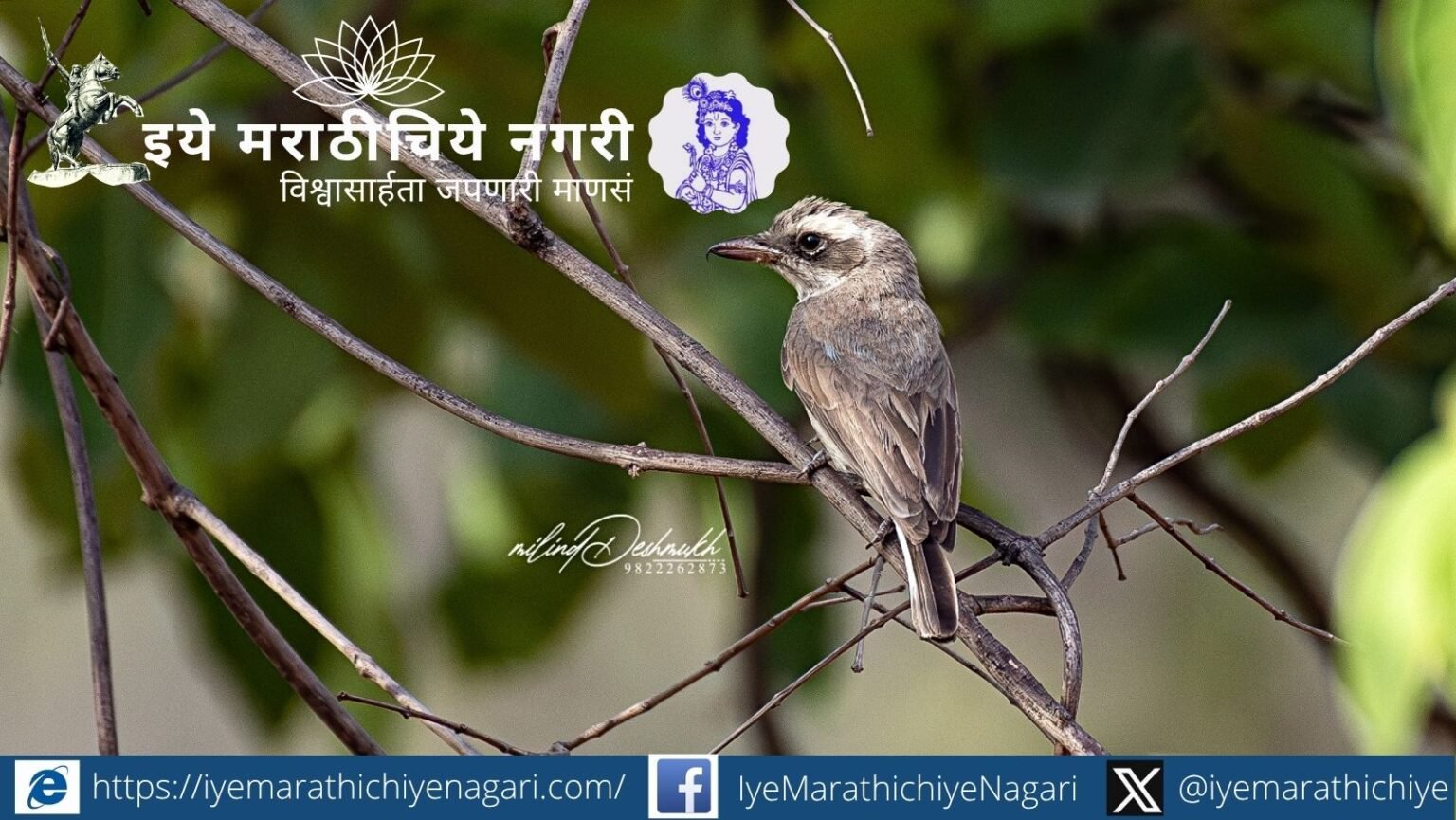 A Common Woodshrike photographed in Tadoba reveals the importance of every species in the forest ecosystem and highlights the need for biodiversity conservation.