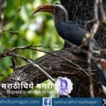 Malabar Grey Hornbill: The Seed Disperser and Guardian of Western Ghats Forests