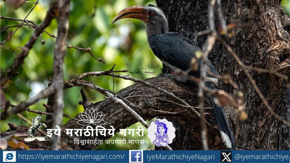 Malabar Grey Hornbill: The Seed Disperser and Guardian of Western Ghats Forests