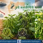 Climate-resilient Moong and Urad varieties developed through research can help Maharashtra farmers overcome Super El Niño conditions, low rainfall, and drought stress in Kharif 2026.