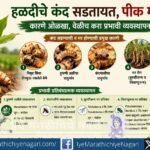 Learn the causes, symptoms and effective preventive management of turmeric rhizome rot and wilt, including pest control, biological inputs and integrated disease management.