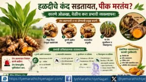 Learn the causes, symptoms and effective preventive management of turmeric rhizome rot and wilt, including pest control, biological inputs and integrated disease management.