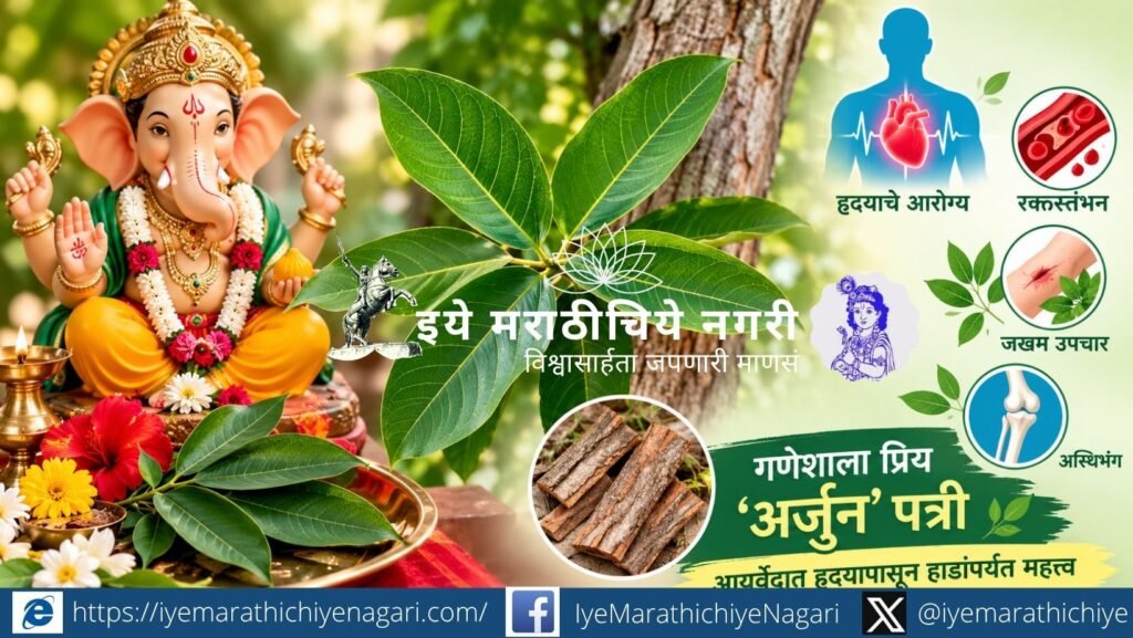 गणेशपूजेतील २१ पत्रींमध्ये अर्जुनाचे विशेष स्थान आहे. आयुर्वेदात हृदयाचे आरोग्य, रक्तस्तंभन, जखम आणि अस्थिभंगाच्या संदर्भात अर्जुनाचे महत्त्व सांगितले जाते.